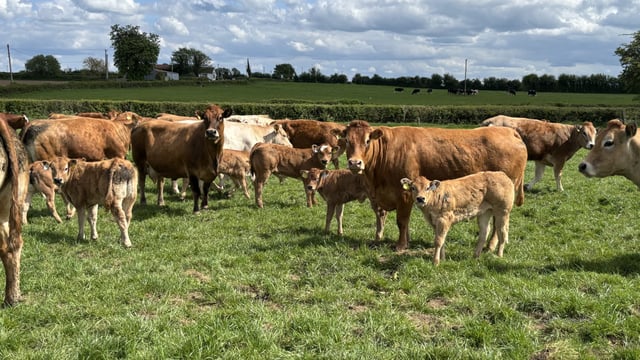 Advice for farmers vaccinating breeding cattle for bluetongue