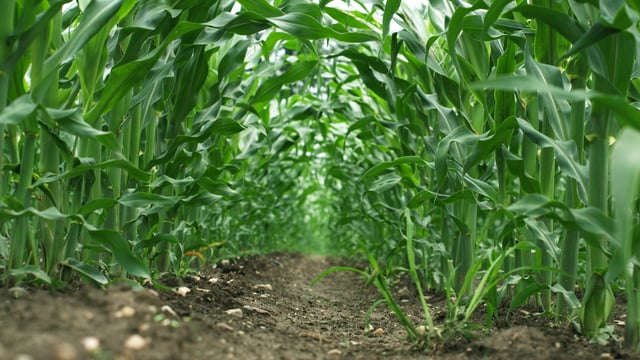 Maize and potato drilling advancing across Europe