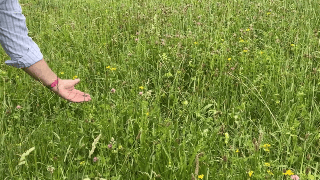 Defra reveals ‘near-final’ SFI scheme details for 2026