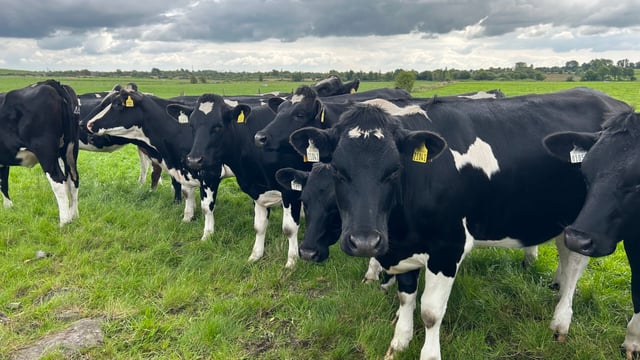 Risk of lungworm as weather turns wet