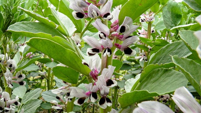 ADAS launches new crop rotation planning tool