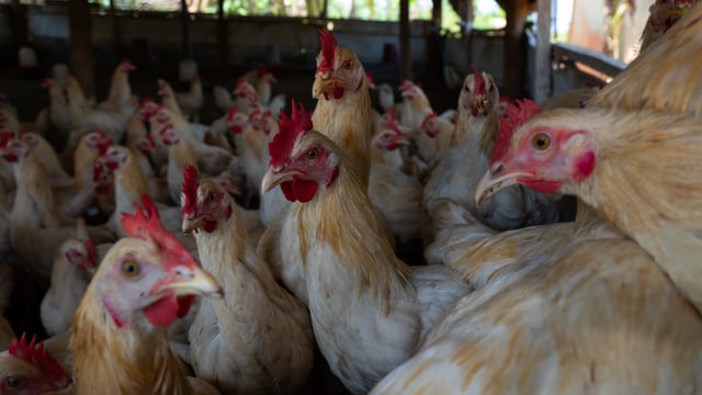 FAO: Poultry meat surpasses beef & dairy growth over past 60 years