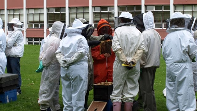 ‘Bumblebees in decline in Europe, climate change to blame’