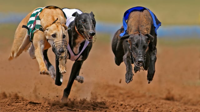 New South Wales to ban greyhound racing