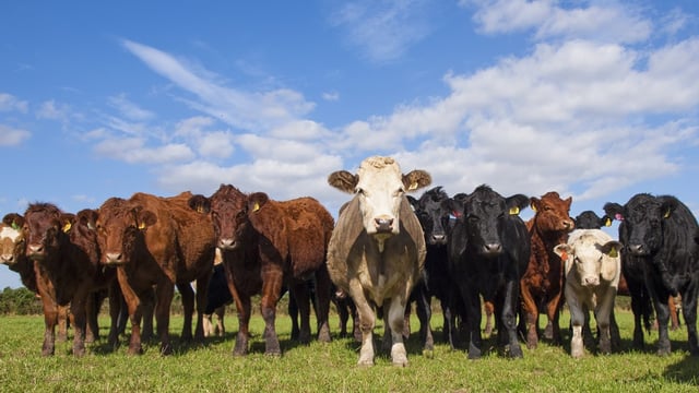‘What goes on in the ruminant is key to beef profitability’