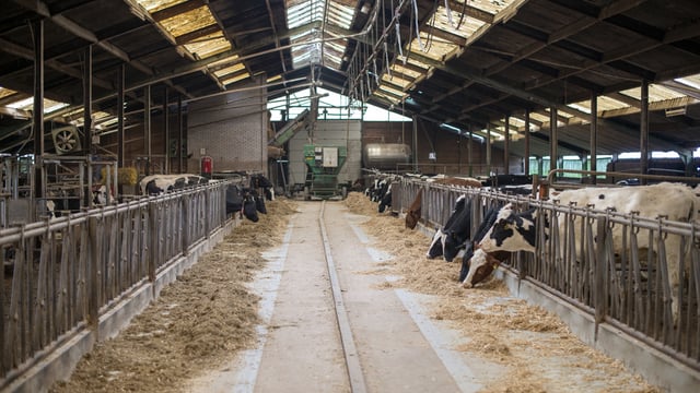 Calls for credit flexibility for farmers and merchants on foot of fodder crisis