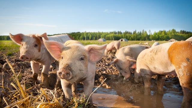 Waitrose signs 10-year deal with British farmers on 100% free-range pork by 2027