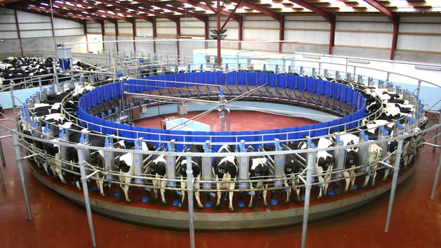 Positive outlook for dairy farming in Europe, new report says