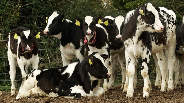 Glanbia announce 13% revenue growth