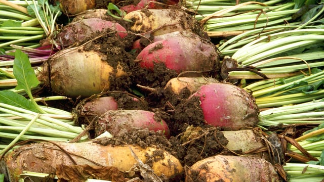 British Sugar and NFU Sugar announce 2019 sugar beet price