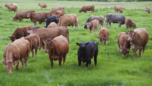 Scottish dairy on the up at the expense of sucklers
