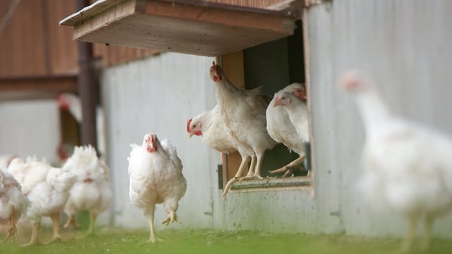 Free range egg producers have been treated despicably
