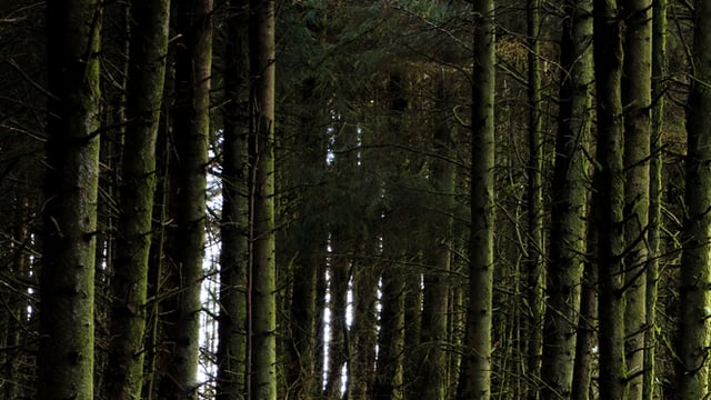 Managing Recent Storm Damage in Forests