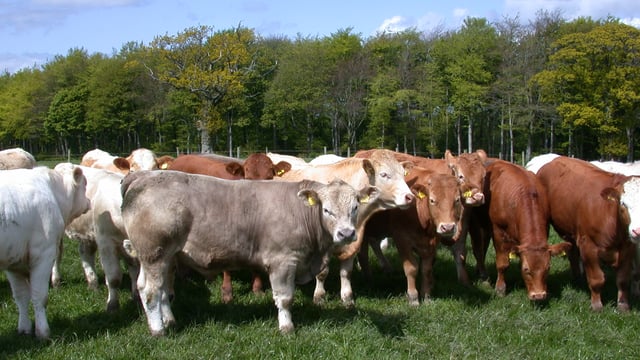 ‘Convenient worm control now, immunity for the future’