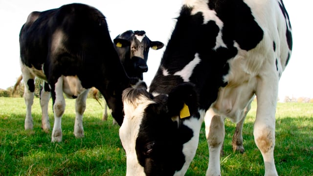 World dairy markets on the up as superlevy anger grows