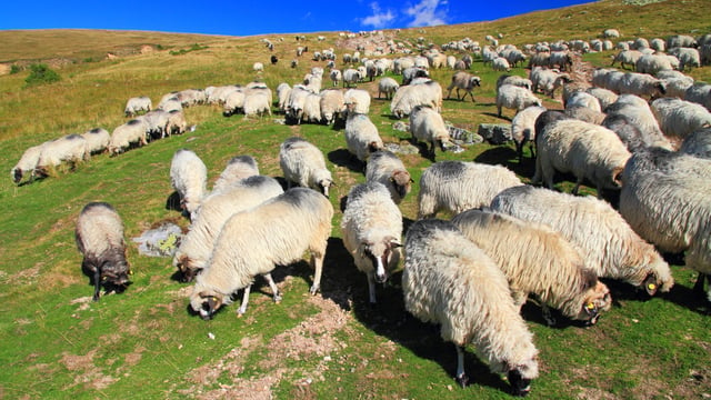 Liver fluke control on organic farms