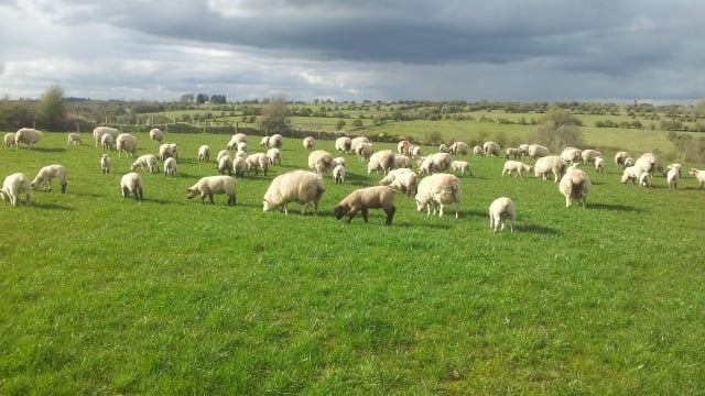 UK beef, sheep marketing spend worth £217m