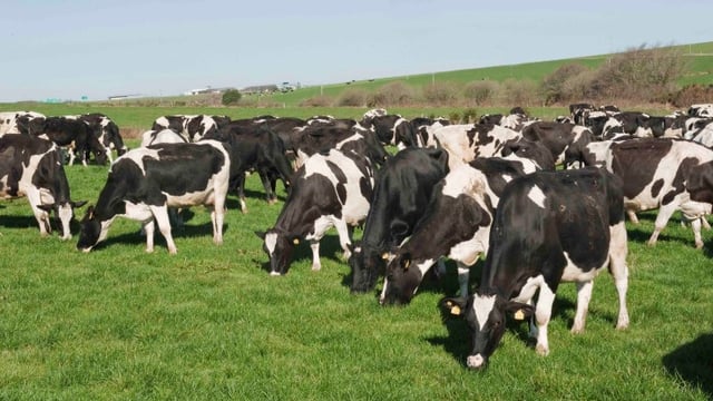 Latest autumn grass management advice