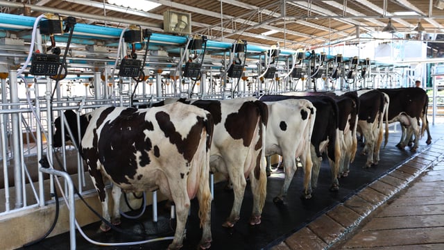Soil and cow fertility key driver for profit