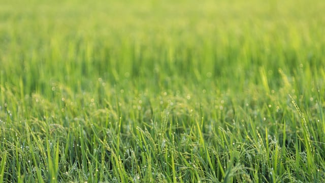 AberGreen grass wins prestigious variety cup
