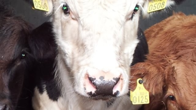 Liver Fluke affects nearly 1 in 4 British Cattle