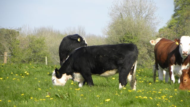 UK beef markets to firm significantly during early 2015