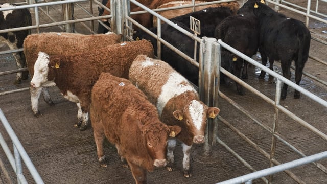 UK fears poor Irish beef prices could impact British market