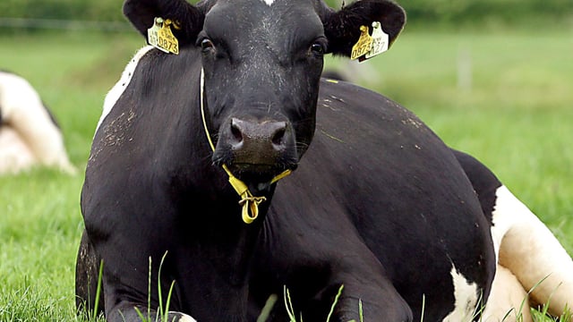 Scientists discover ‘fat gene’ in cows