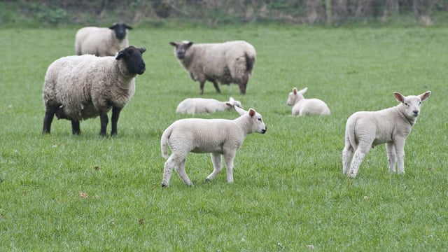 SCOPS relaunches ‘invaluable’ parasite forecasting tool