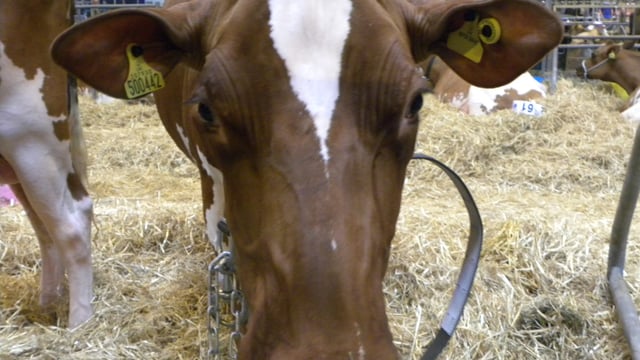 Livestock Event, Day 1 in Photos