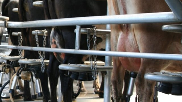 Shortening dairy cows’ gestation by 10 days