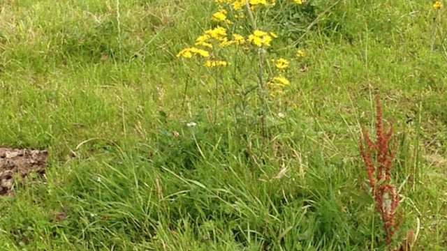 Now is the time to destroy noxious weeds if they’re growing on your land