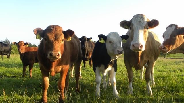 ‘New thinking required to solve beef industry’s problems’
