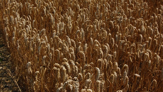 Global wheat production expected to fall in 2017