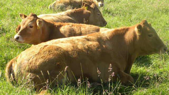 Meat industry not getting enough credit for delivering higher prices – ABP boss