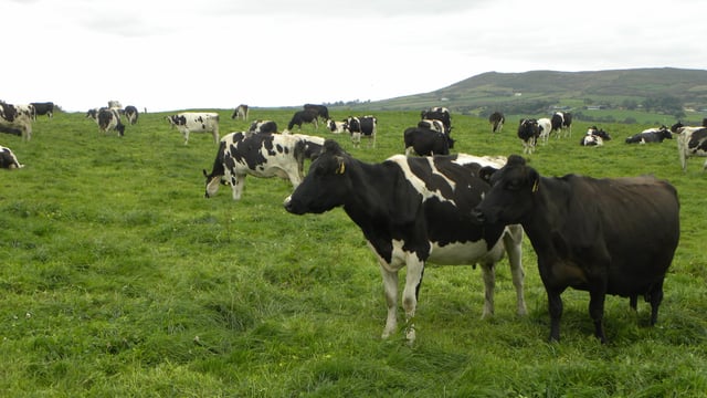 Closing grass paddocks early reduces grazing ability
