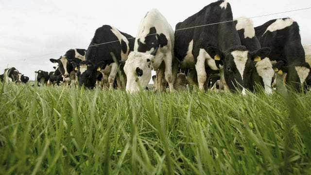 Know your dairy products: Dairy Proteins – Whey & Casein