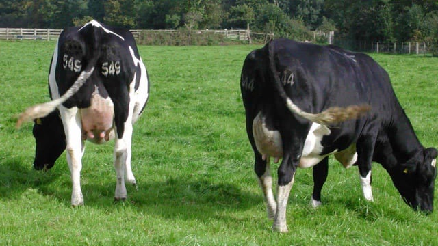 Dairy expansion driving agriculture emissions higher – EPA