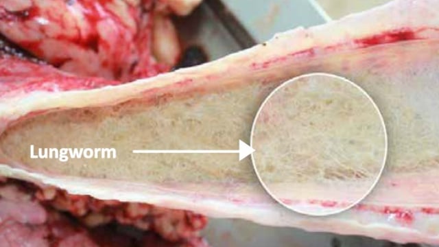 ‘Lungworm one of the most important respiratory diseases’