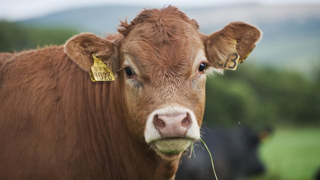 Retailer specifications drives reduced young bull kill in Northern Ireland