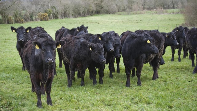 Factories looking for more and more Angus beef cattle