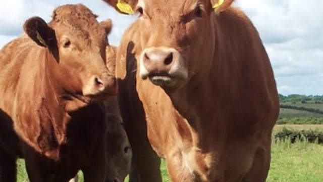UK prime cattle price continues to remain under pressure – AHDB