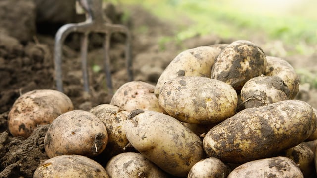 Irish potatoes could be exported to UK and Europe over the coming days