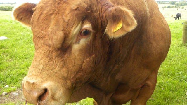 Buying a stock bull this year? Here’s a few words of advice