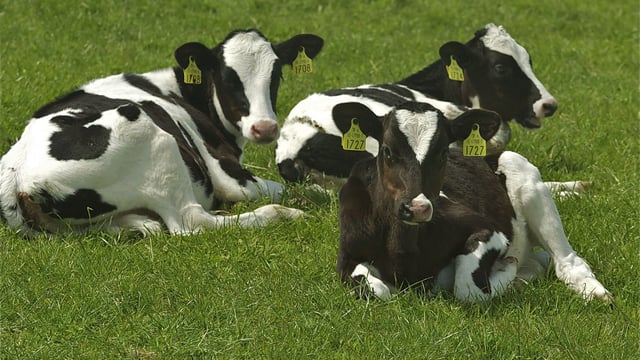 ‘Dairy calf performance boosted when worm pressures reduced’