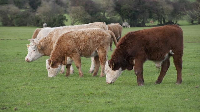 Boiling point on beef 5th quarter may see value of deadweight cattle reassessed