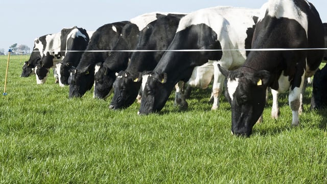 Good grass utilisation is essential now cows are going back on grass