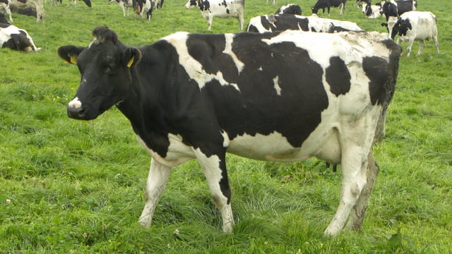 Northern dairy farmers issued advice as milk prices slump by 30% in a year