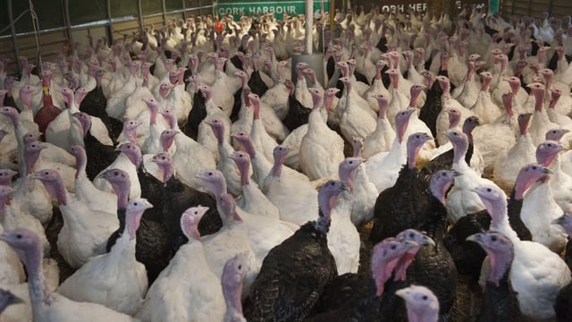 UK flock of 19,500 turkeys to be culled due to bird flu outbreak