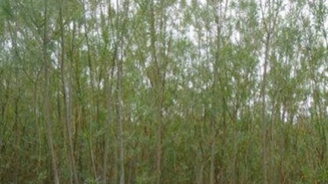 Tilting trees causes them to produce more sugars for biofuel